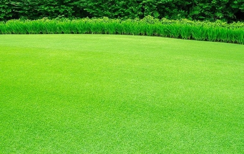 Are Lawn Treatments Really Worth It For My North Texas Lawn? | Shoop's ...