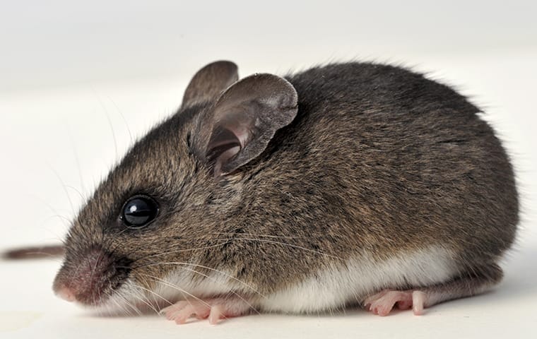 Why Are The Rodents In North Texas So Hard To Get Rid Of? | Shoop's ...